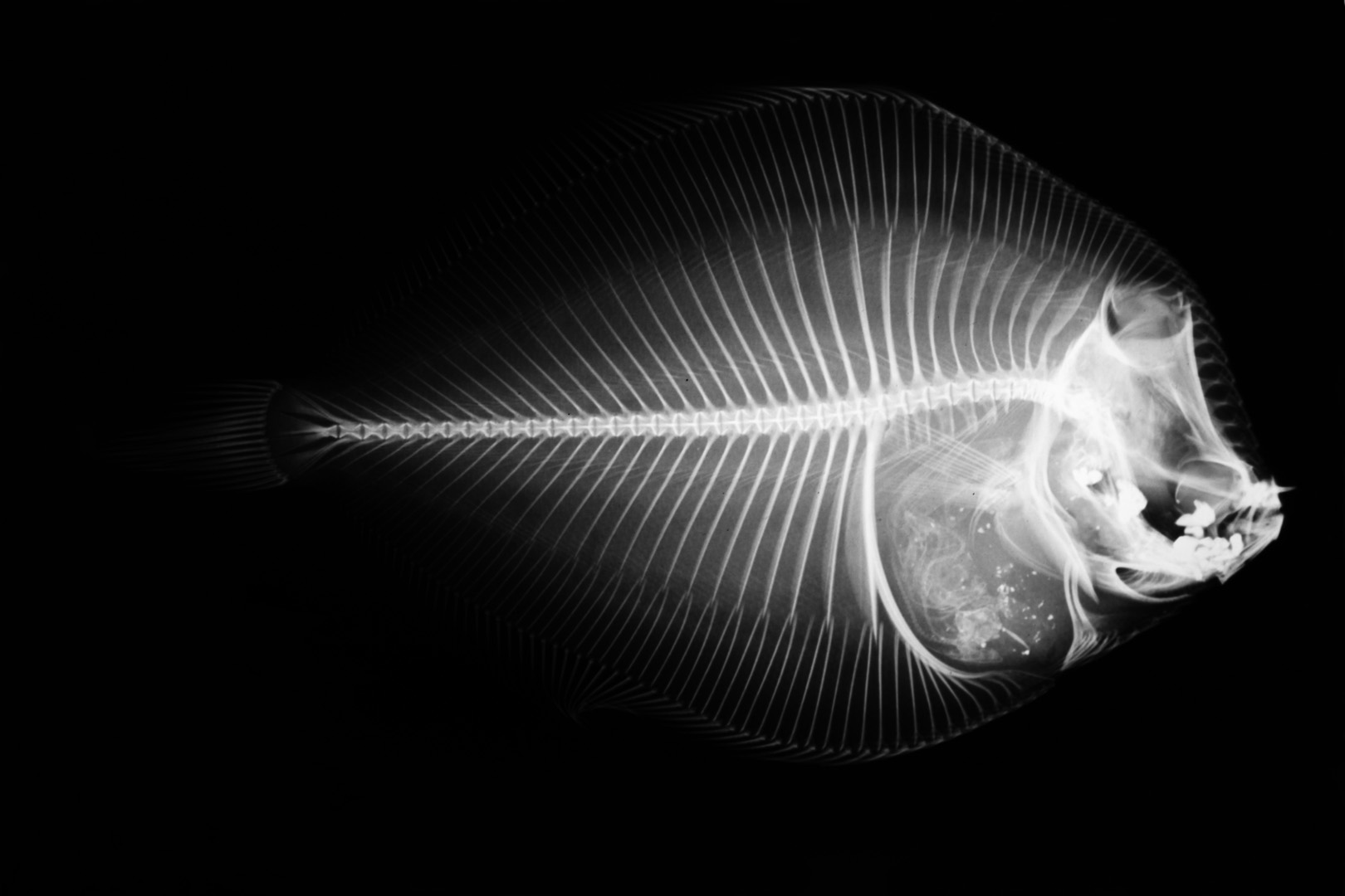 FlounderReverse .jpg