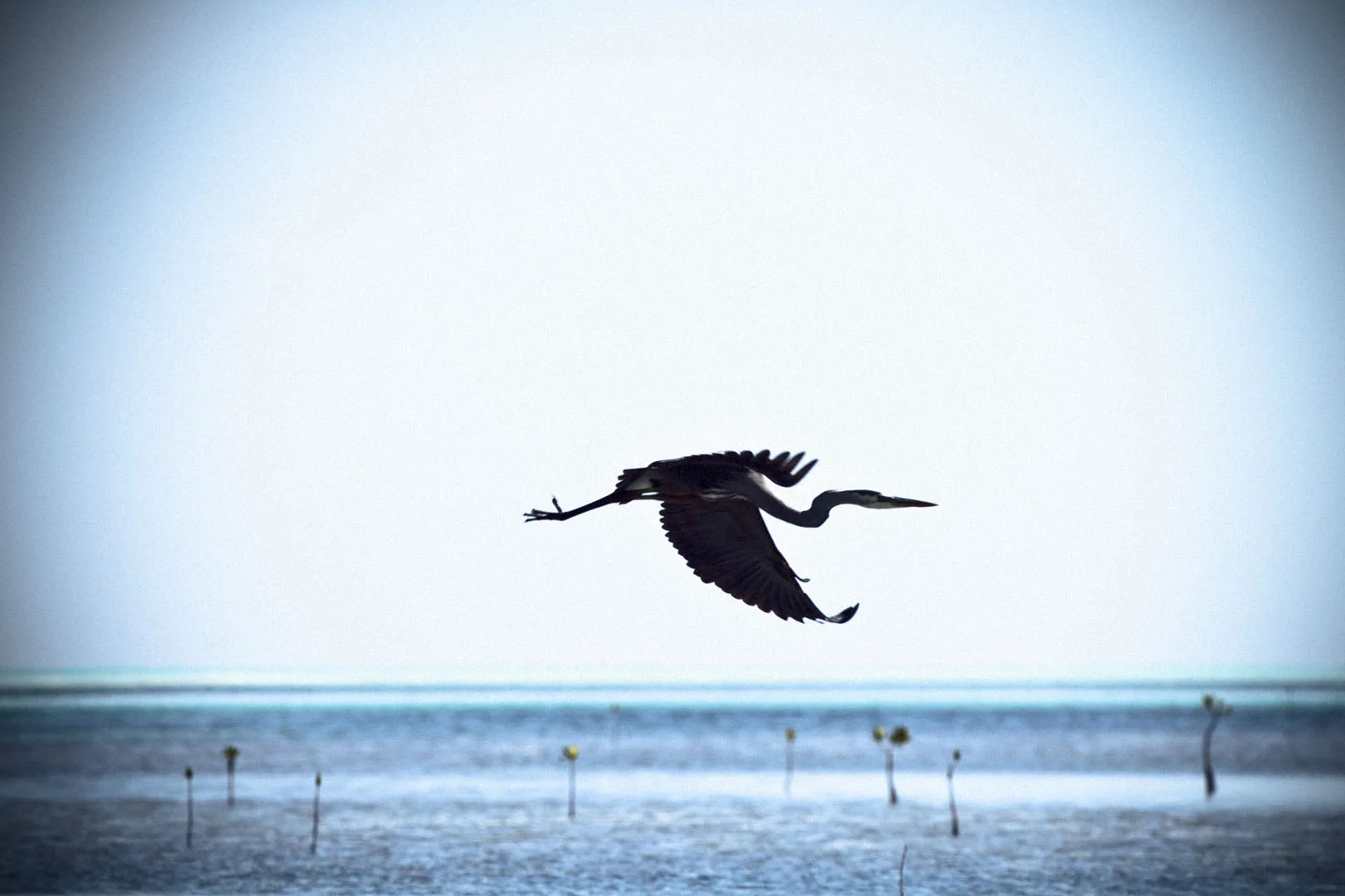 IMG_9944GRAIN.jpg