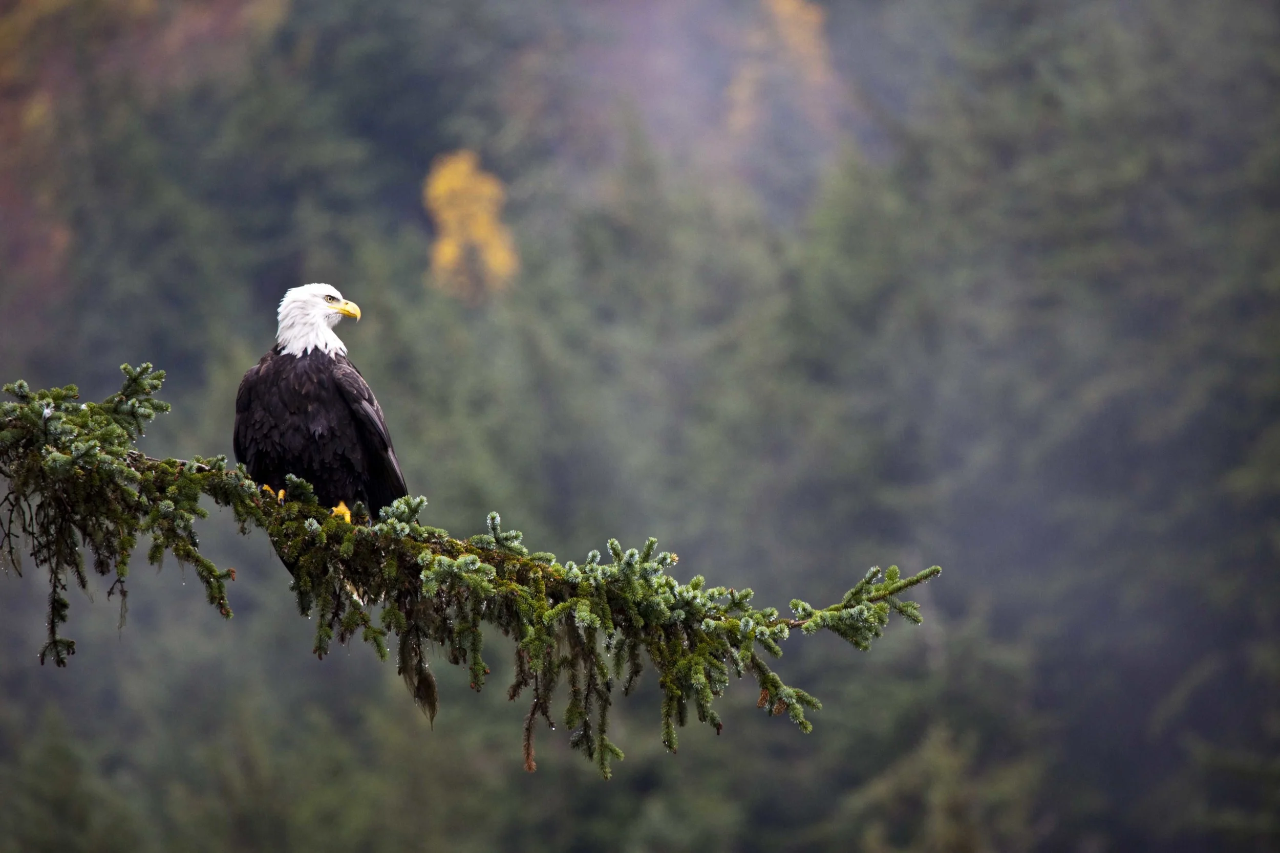 eaglebranch.jpg