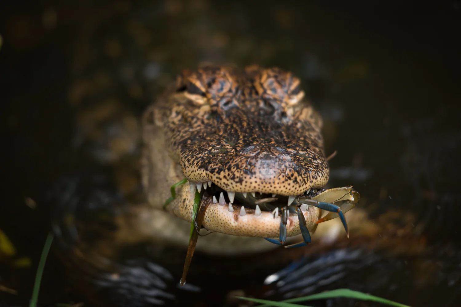 20130924_jungle_gardens-35.jpg