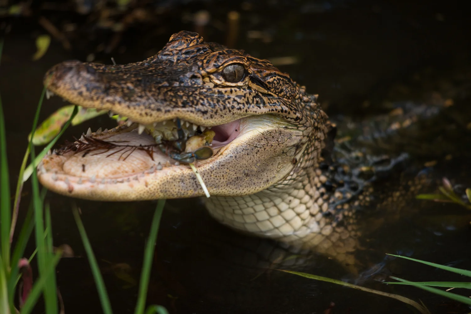 20130924_jungle_gardens-45.jpg