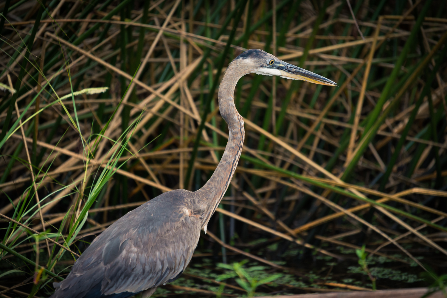 20130924_jungle_gardens-122.jpg