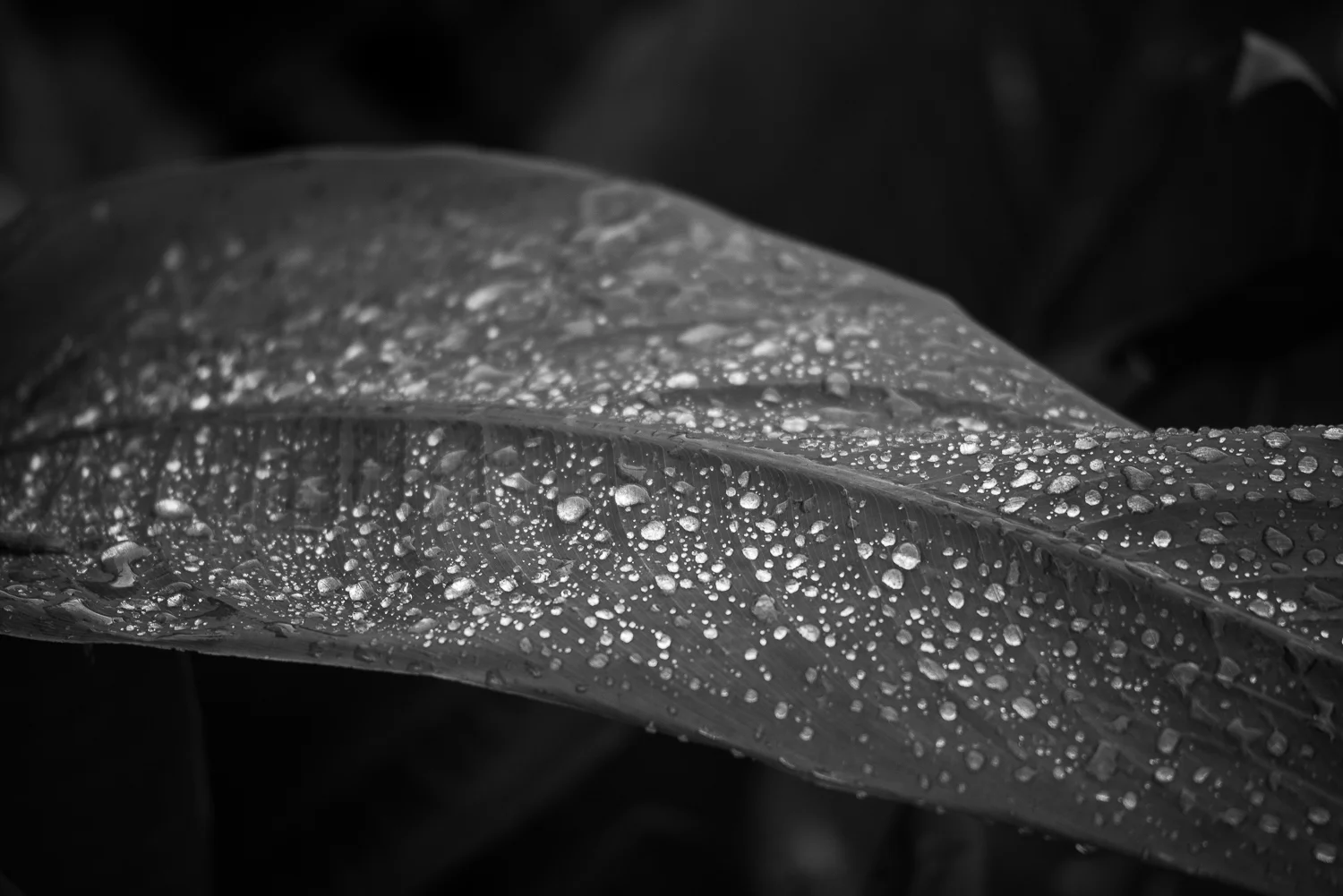 20130924_jungle_gardens-283.jpg