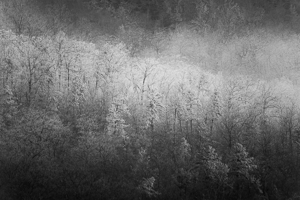 Frost on the trees.