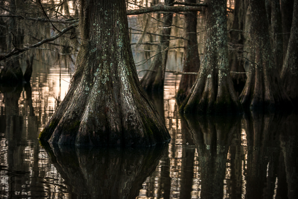 Insert random swamp shot here.
