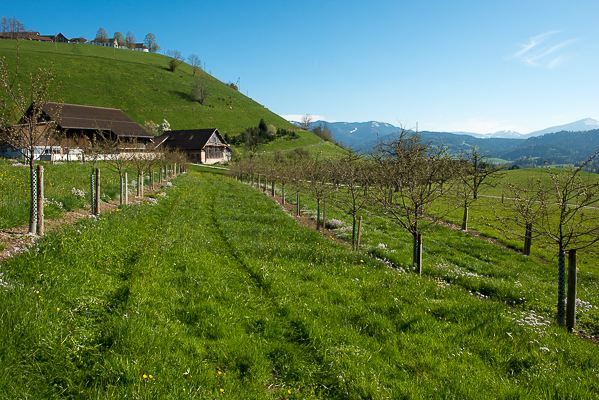Young cherry trees on the Swiss mountainside.