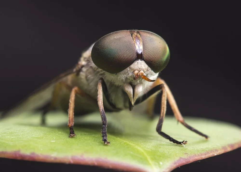 a bug