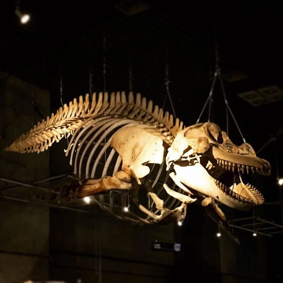 16807739 634026726804128 8839266922129296695 N