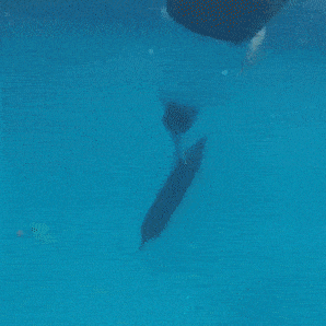 Will It Float? A LEGO Pool Party