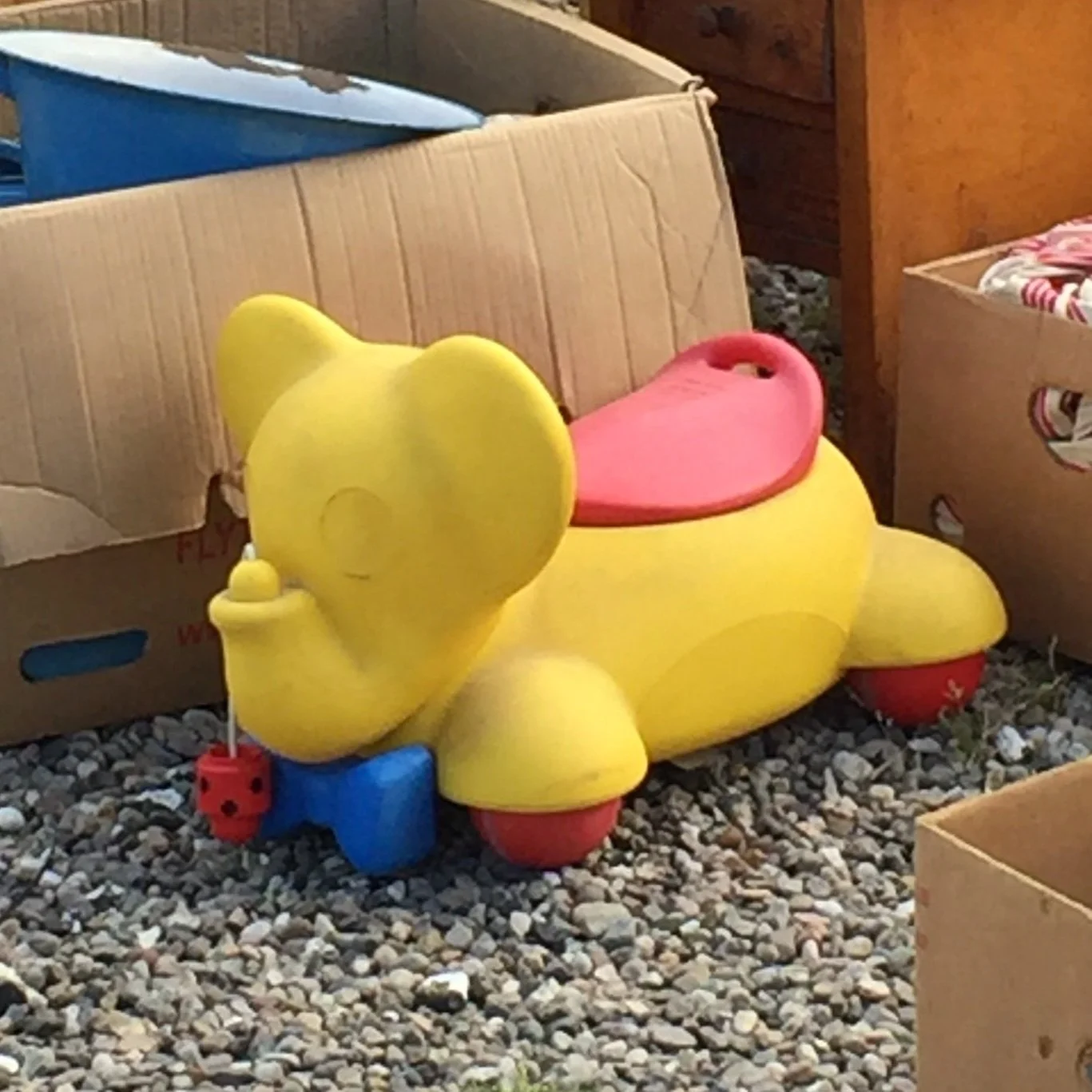 Chasing Amy: The Hunt for an Elusive Elephant