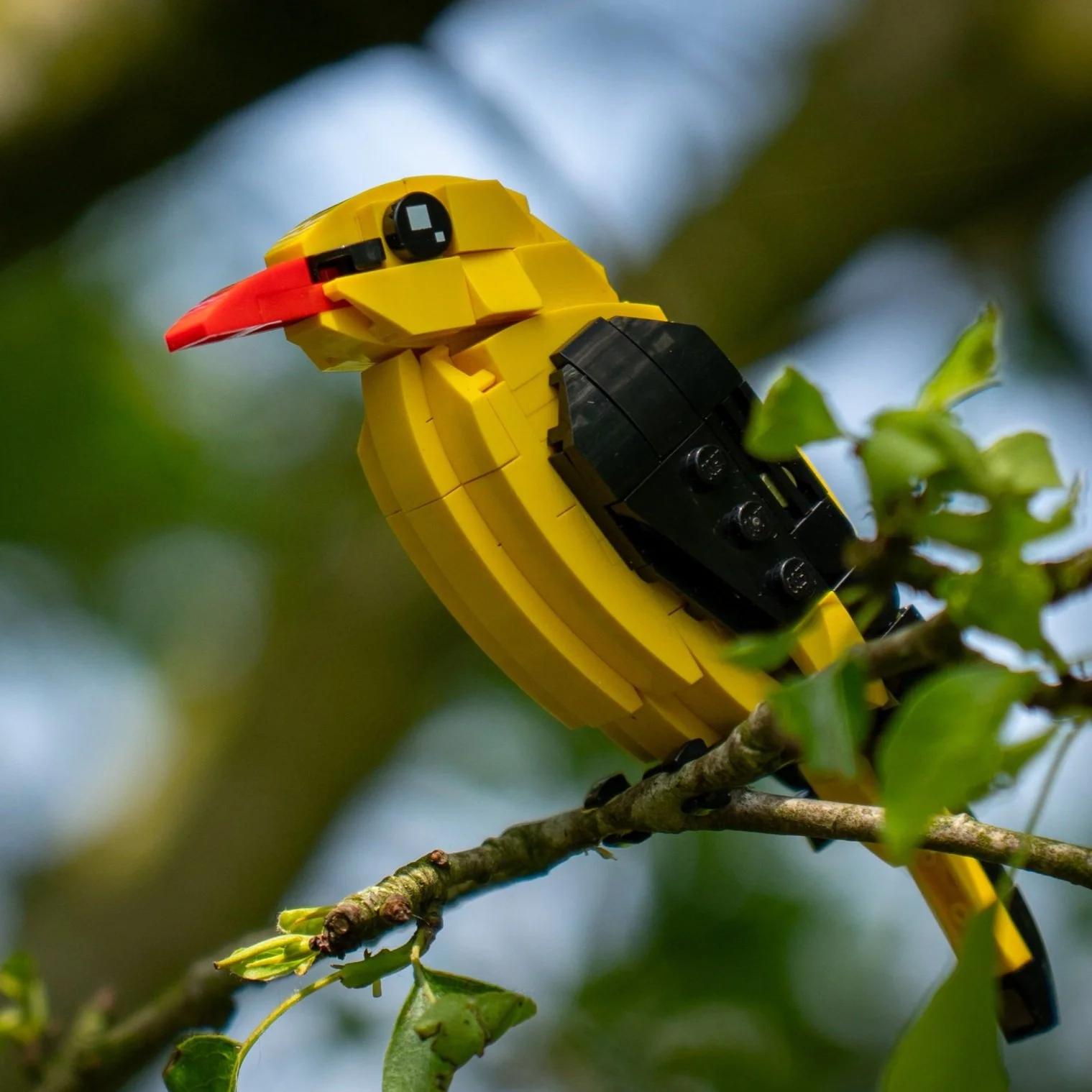 Feathered Friends: Bram’s Beautiful Birds