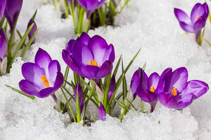 Crocus.jpg