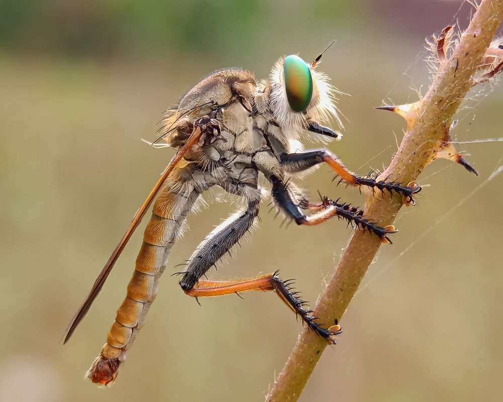 Macro Insect 2022 09 21 03 13 41 Utc