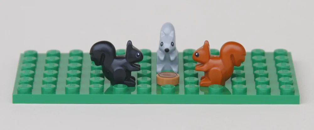 Squirrels
