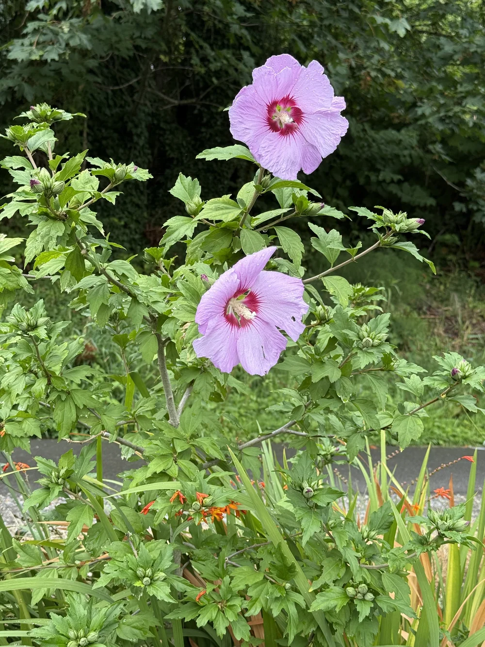 Trail Hibiscus