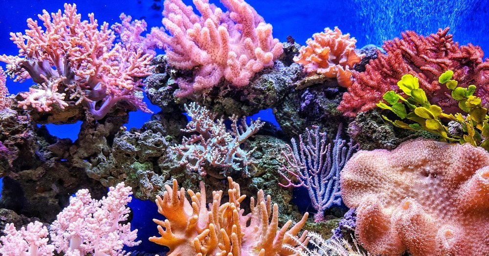 Corail