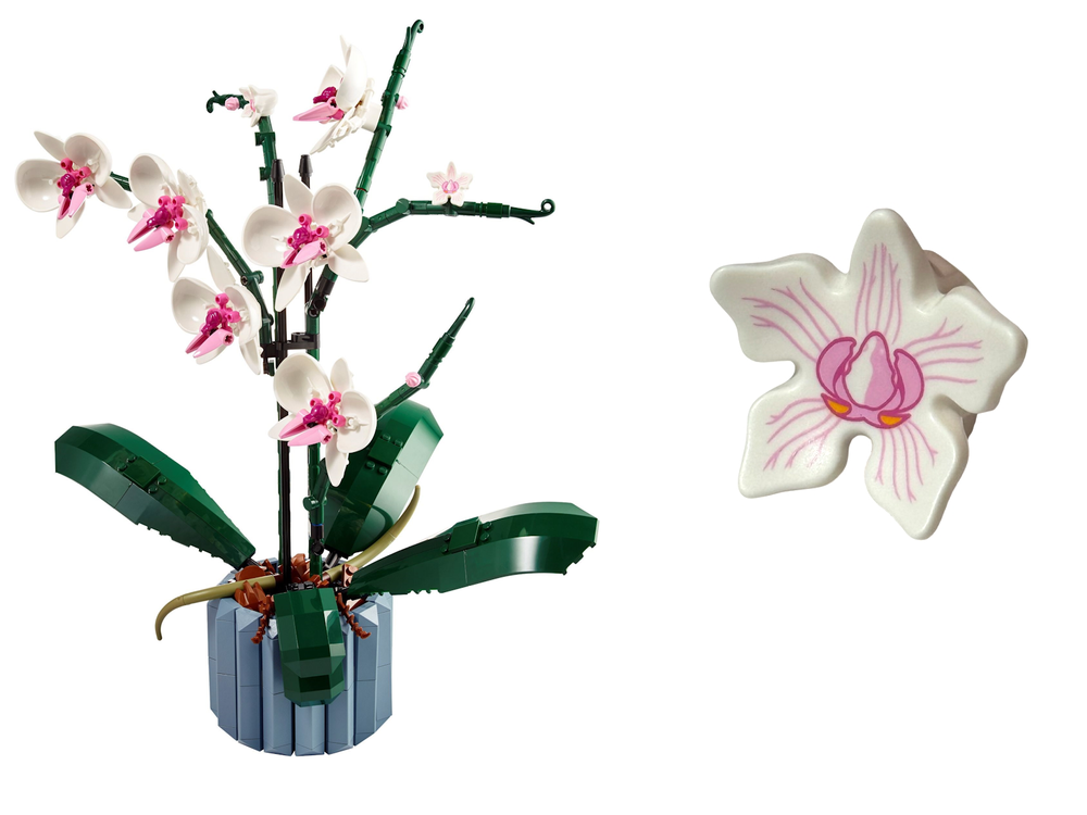 Orchid