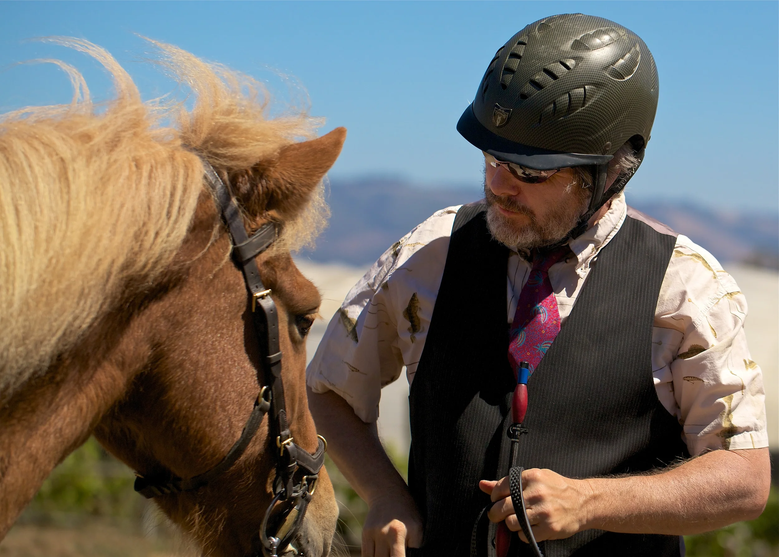 The Alpha Mare Eyrarros Bert's competition horse