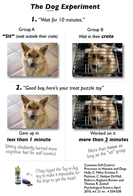 DogExperimentWebVersion.jpg
