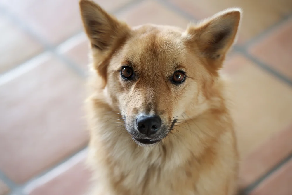 (That's actually my Icelandic sheepdog Boi) 