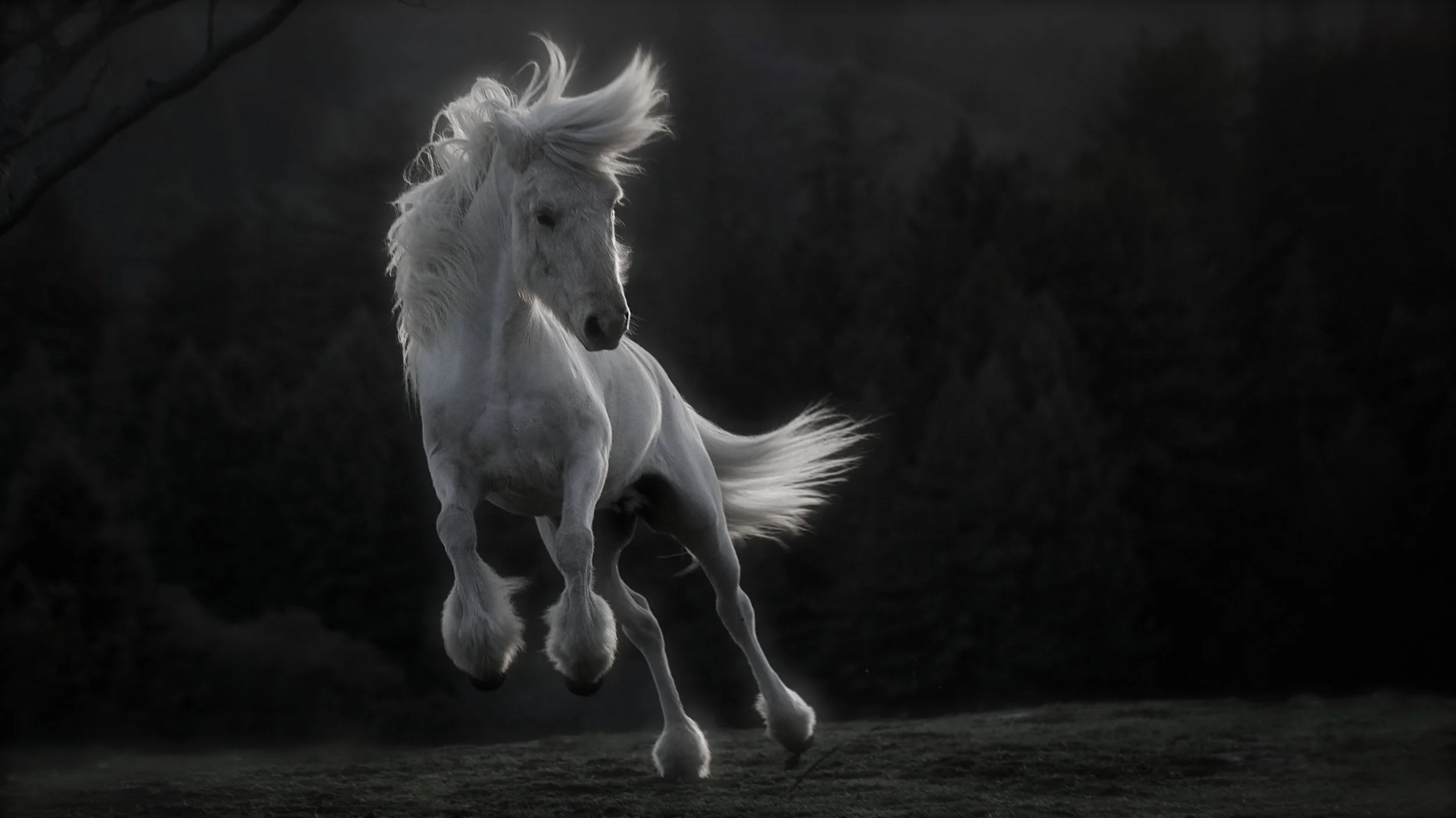 DraumurWild (1 of 1).jpg