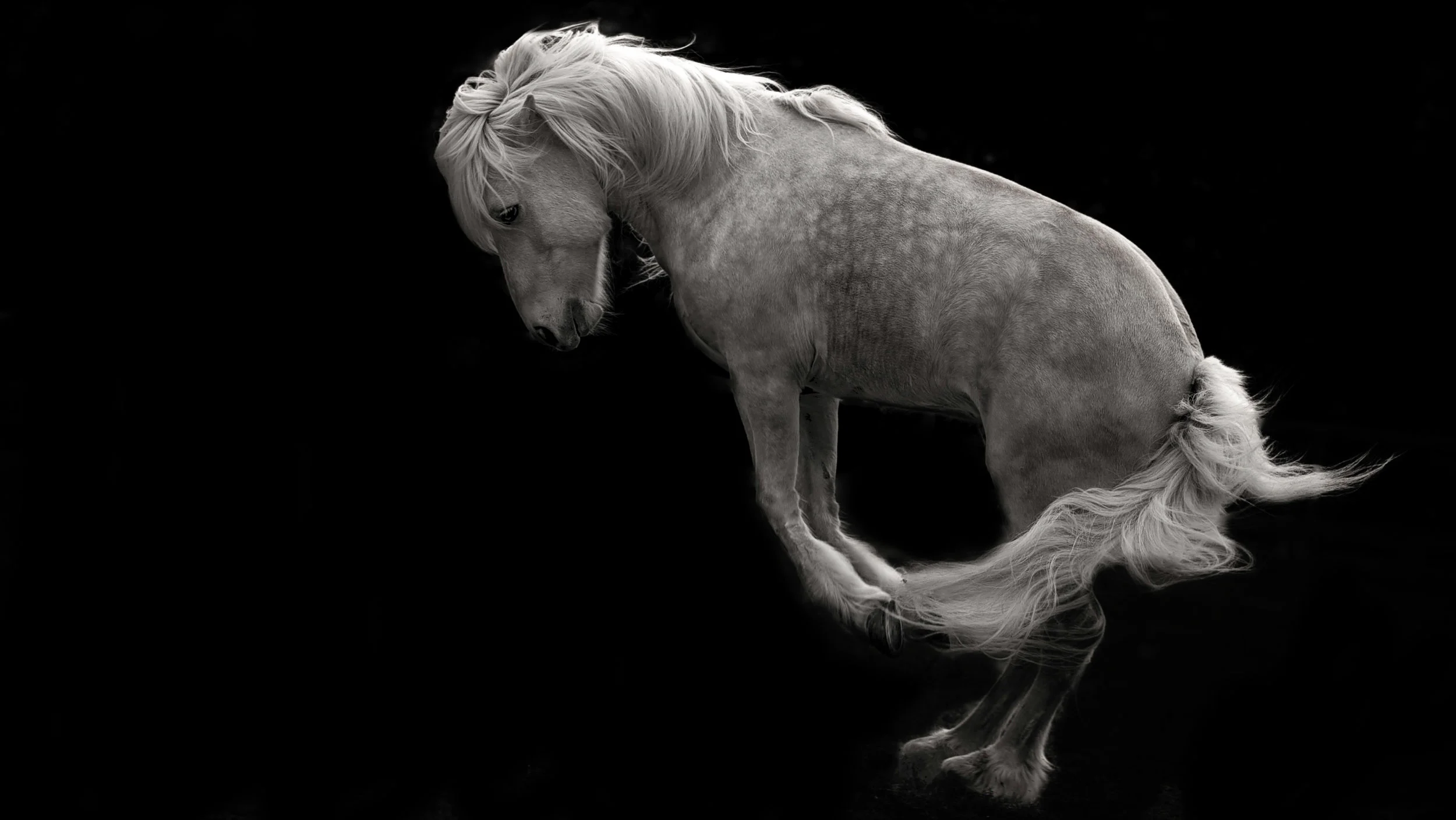Serious Pony