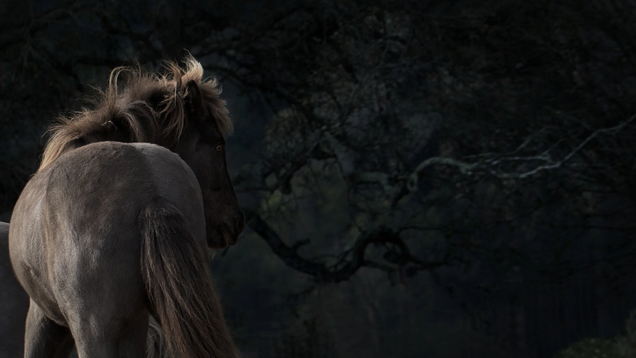 KommiSpookyTree (1 of 1).jpg