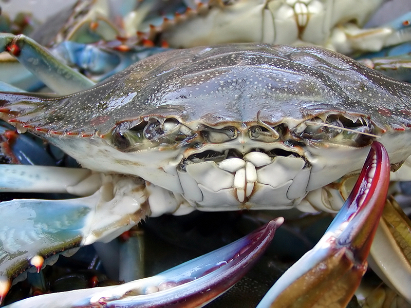 SHELLFISH & SOME FISH
