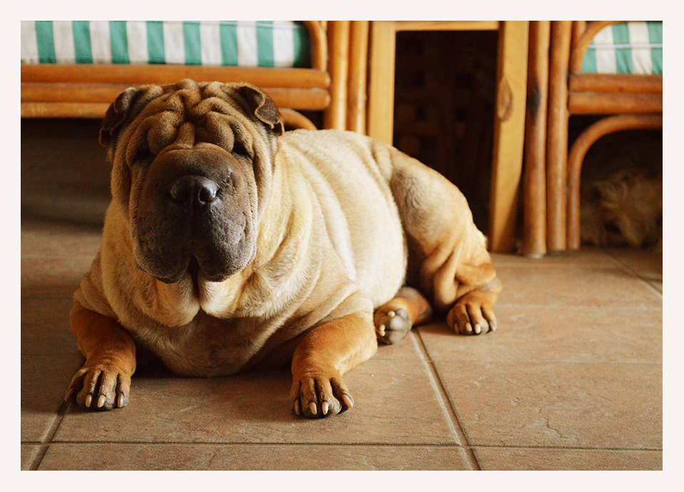 buddha dogs