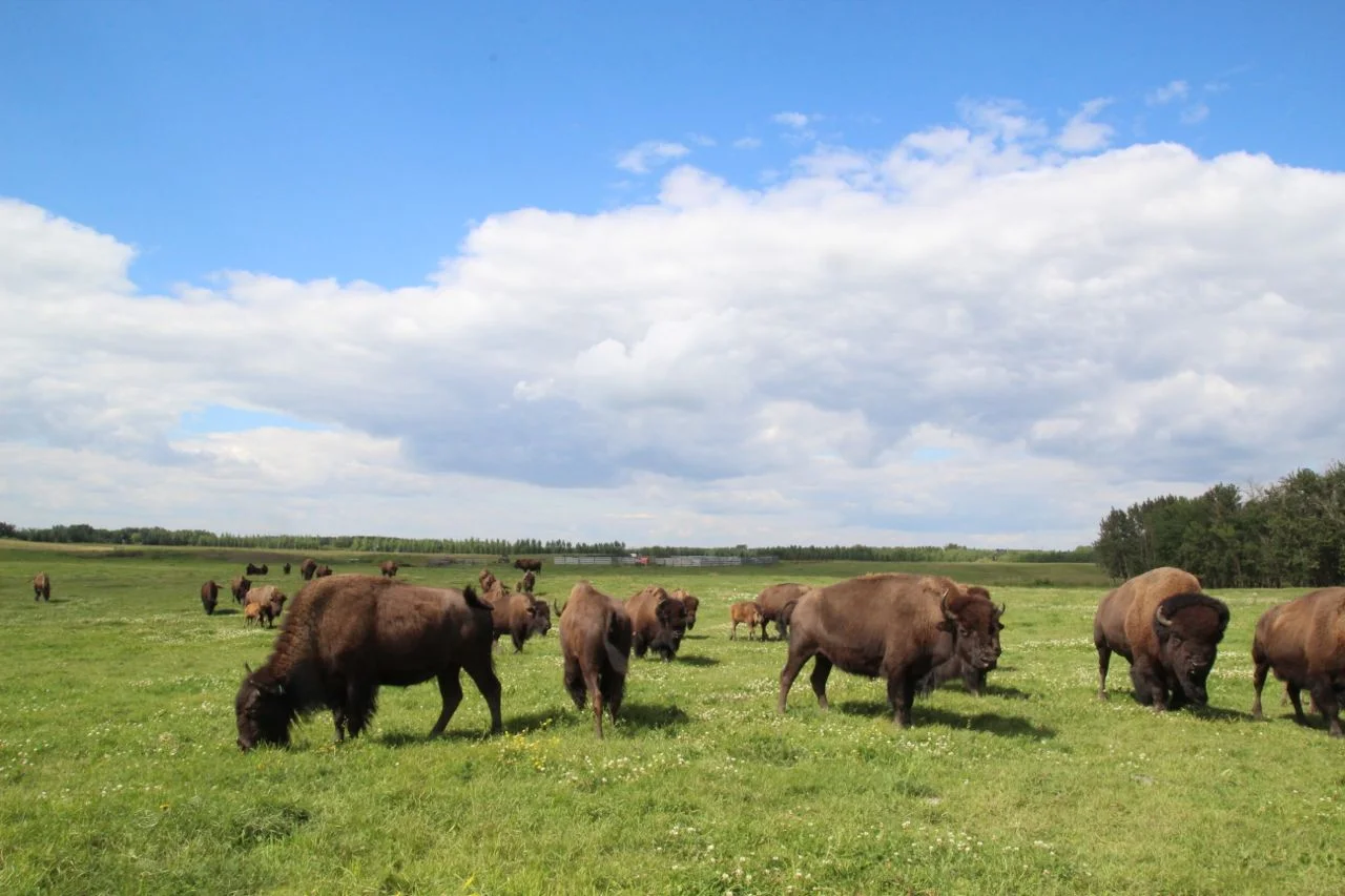 Bison-01.jpg