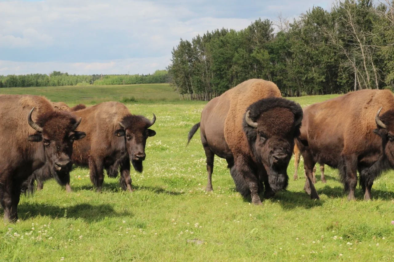 Bison-02.jpg