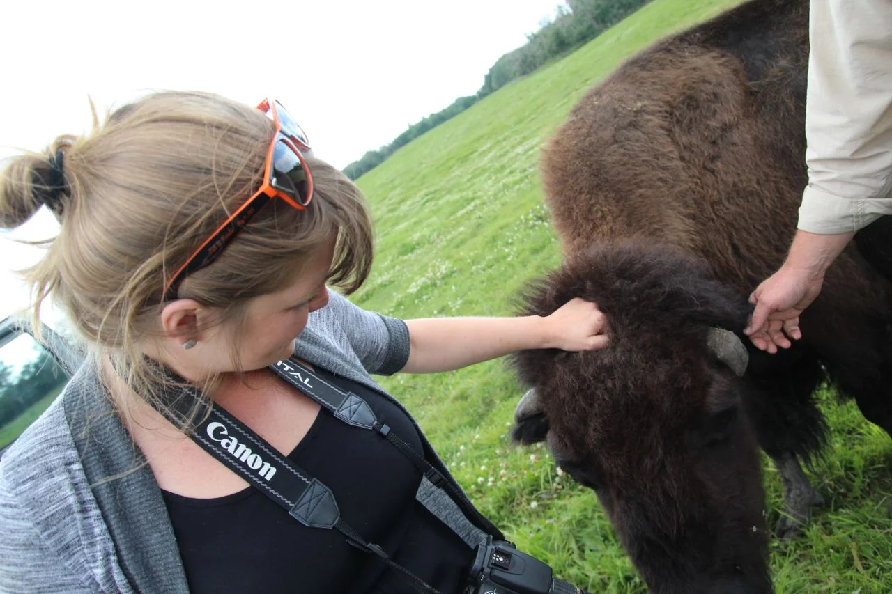 Bison-09.jpg