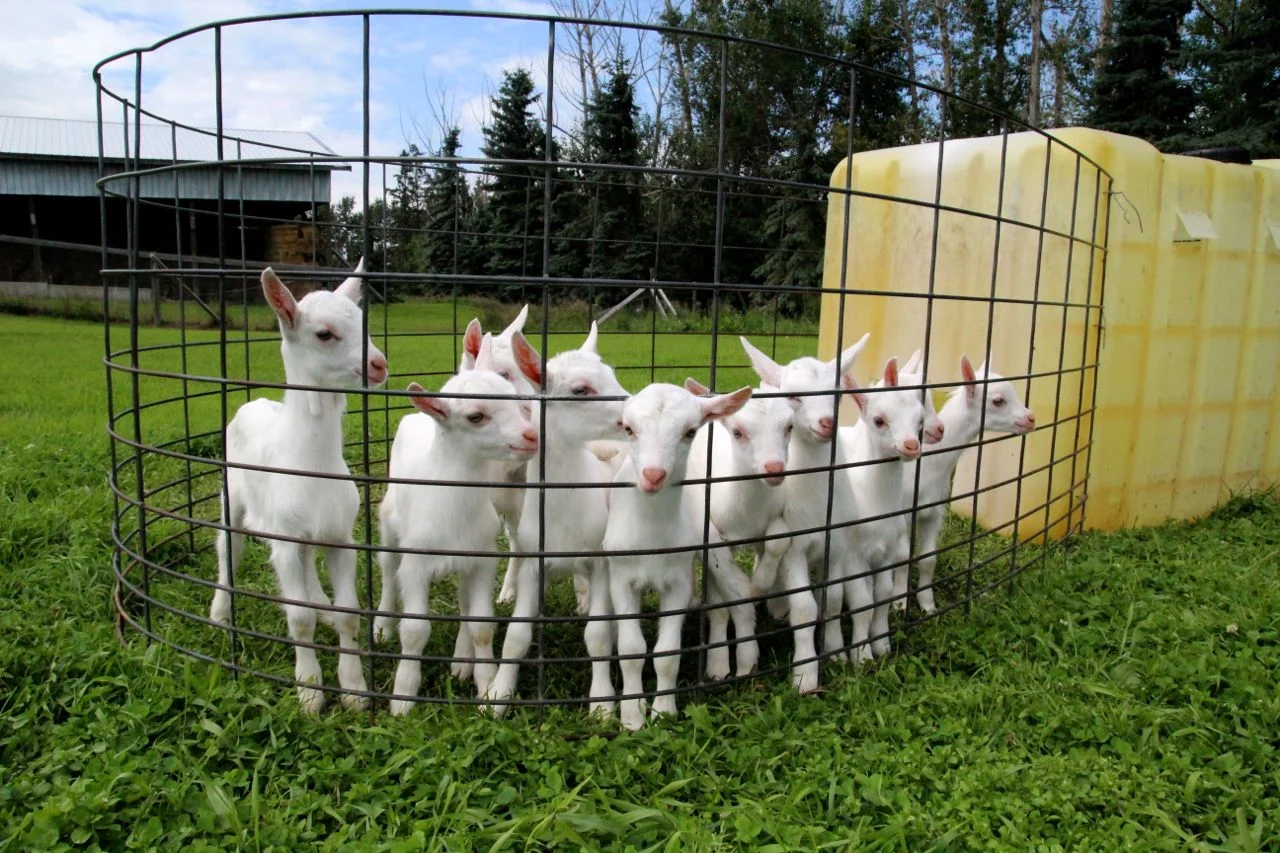 RockRidgeDairy08.jpg
