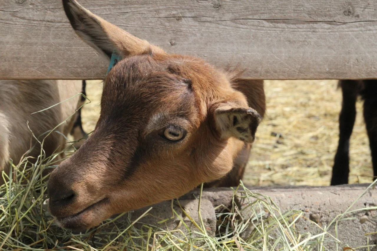 RockRidgeDairy11.jpg