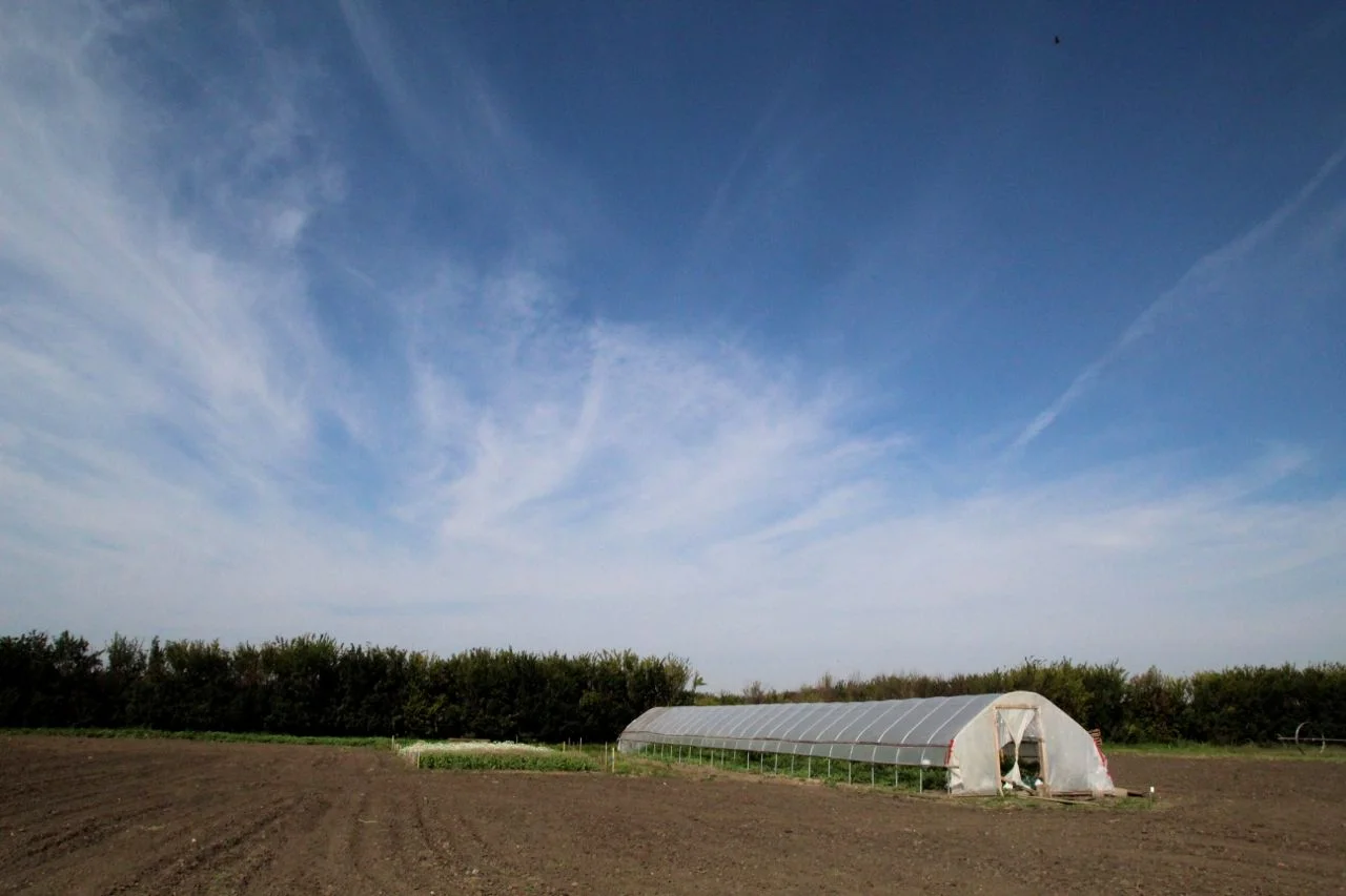 greenhouse1.jpg
