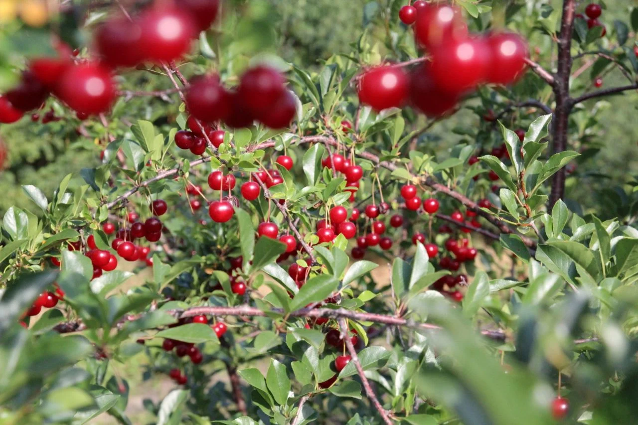 cherries1.jpg