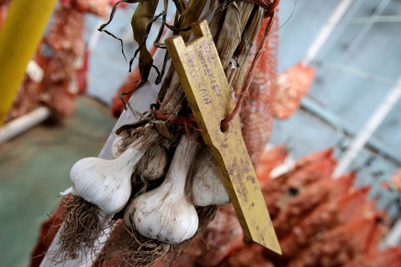 garlic07.jpg