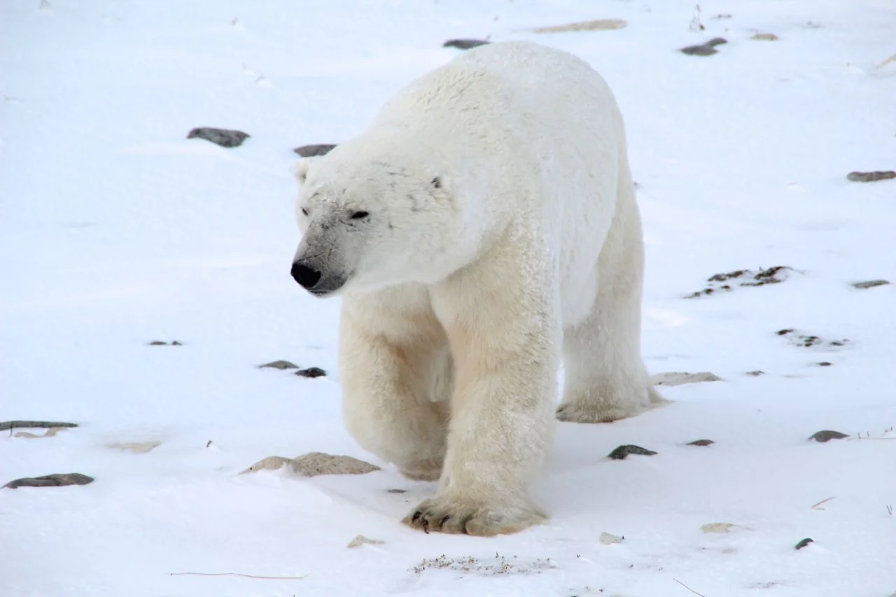 bearsbears4.jpg