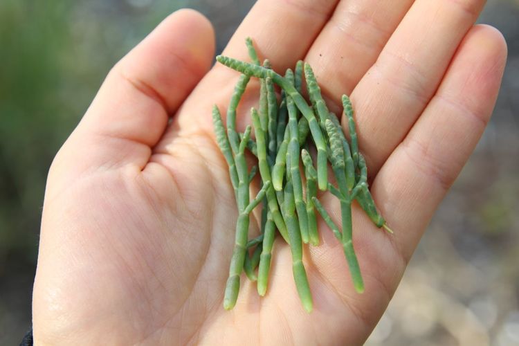 SEA ASPARAGUS