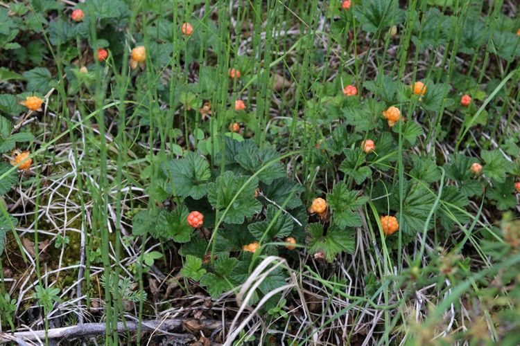 CLOUDBERRIES (or BAKEAPPLES)