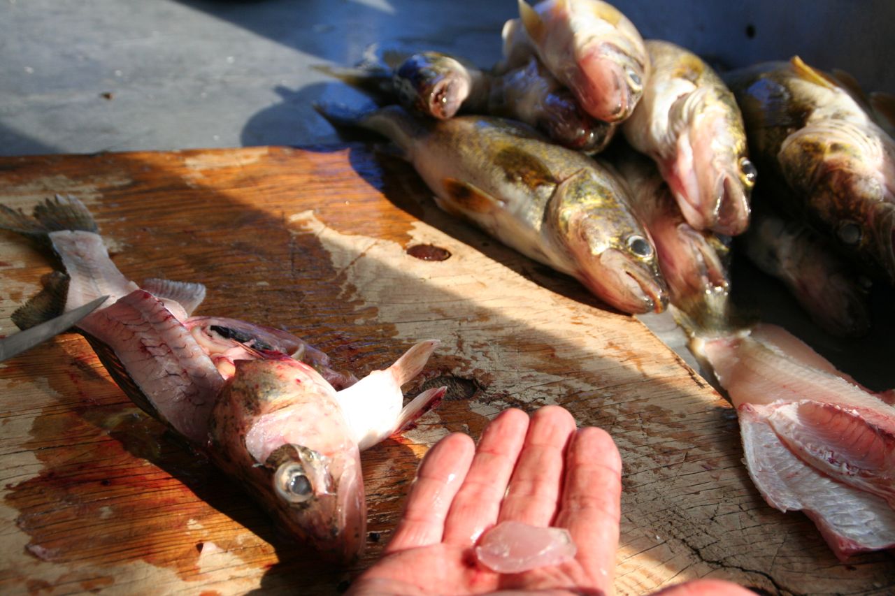 PICKEREL (& THEIR CHEEKS!)