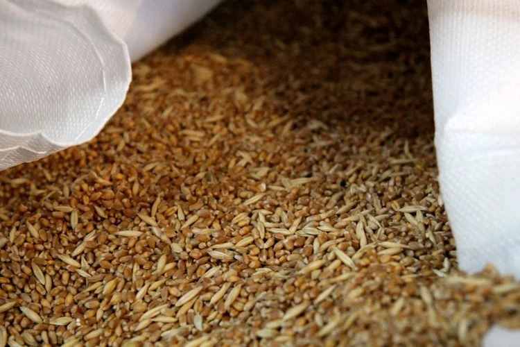 ACADIAN WHEAT