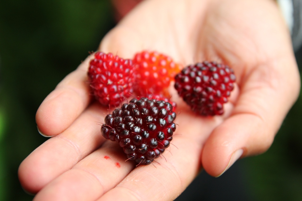 BERRIES! WILD AND DOMESTICATED