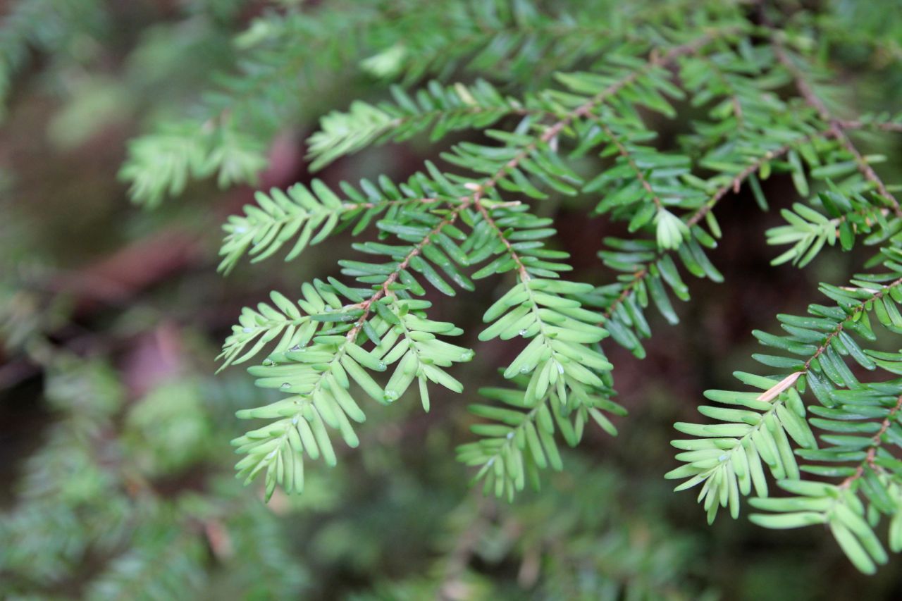 CONIFEROUS TREE TIPS