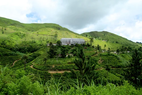 Tea-Induced Time Travel