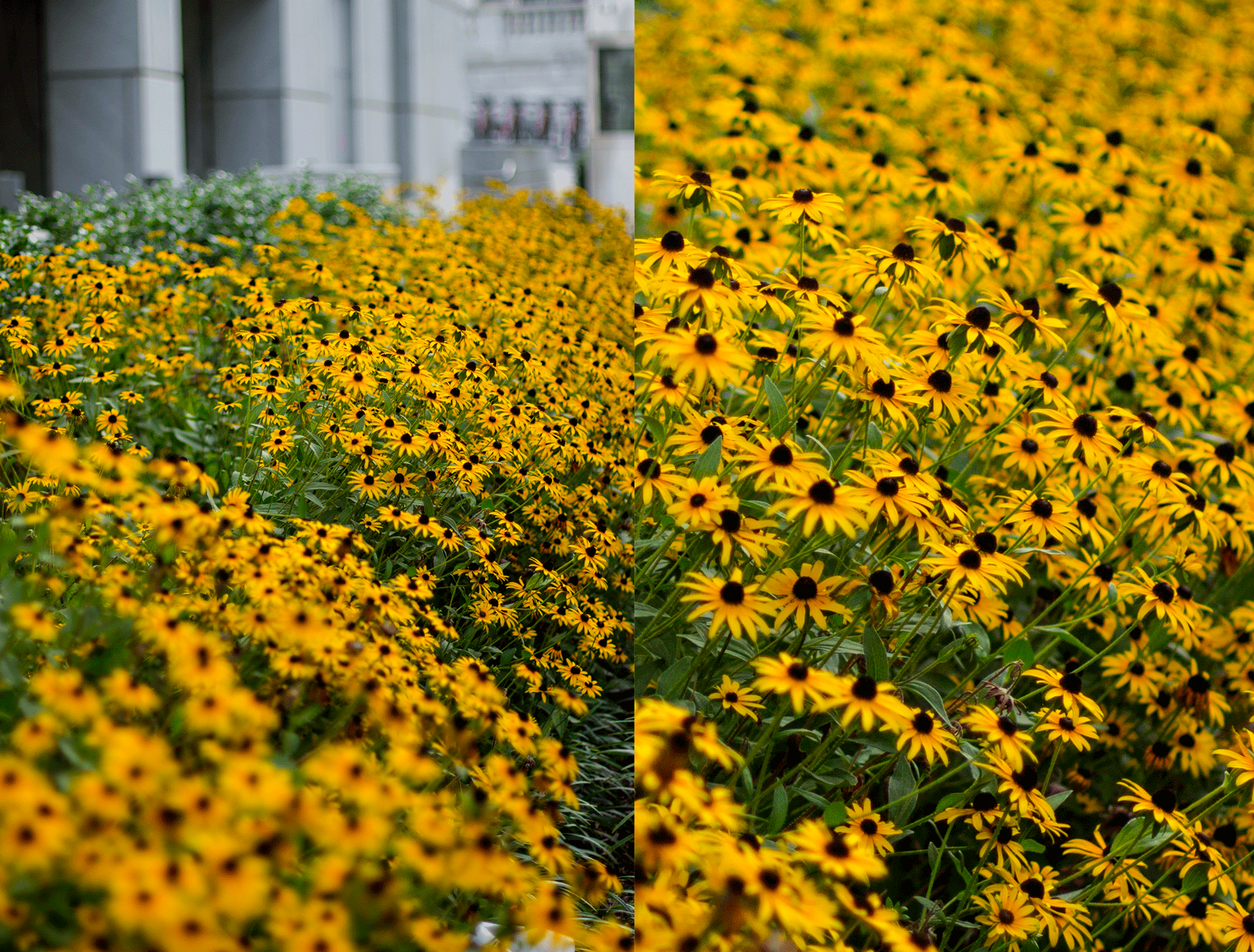 flowers.gif