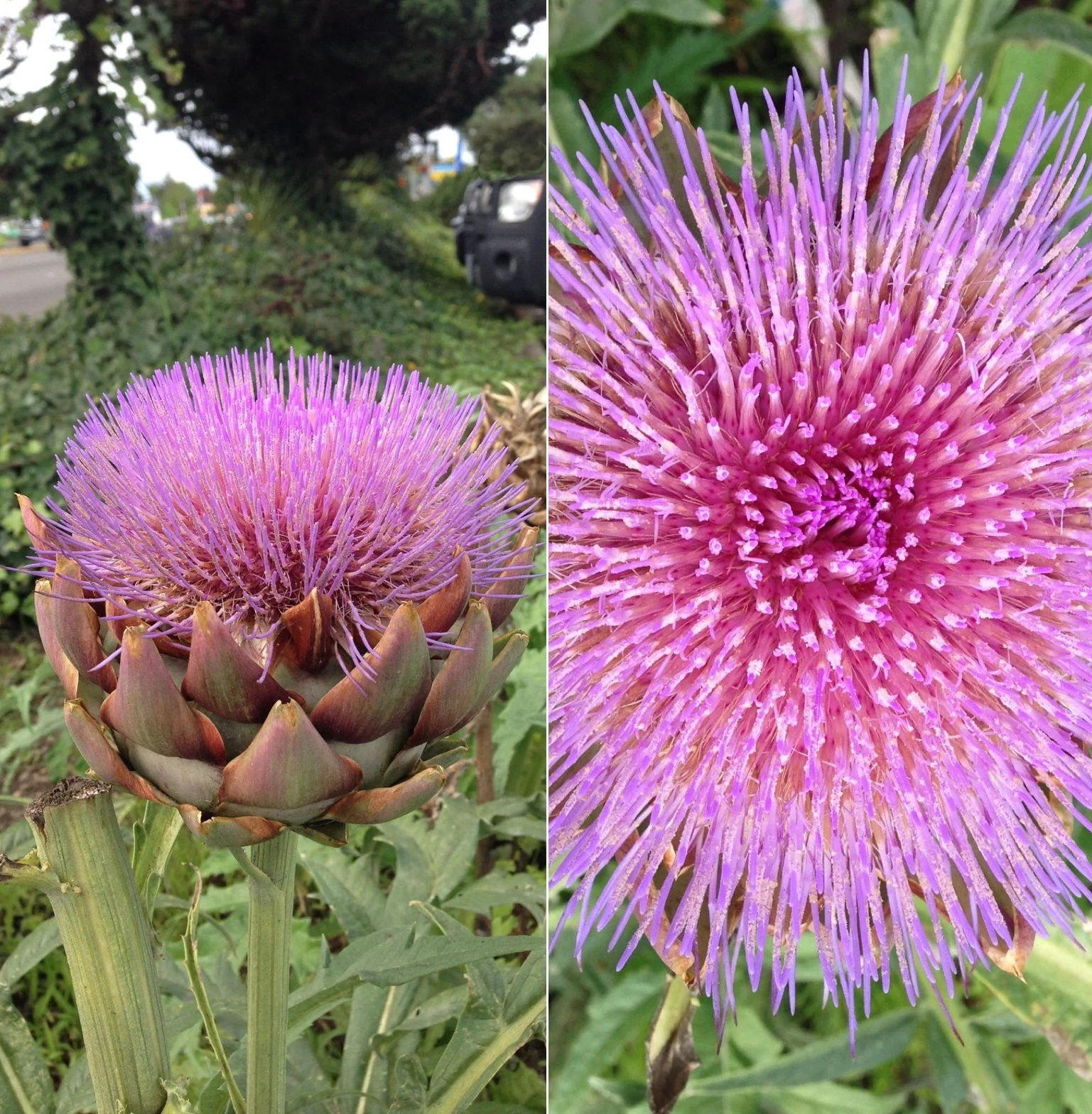 Artichoke.jpg