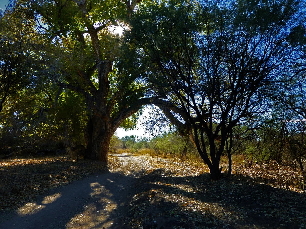 Cienega Creek