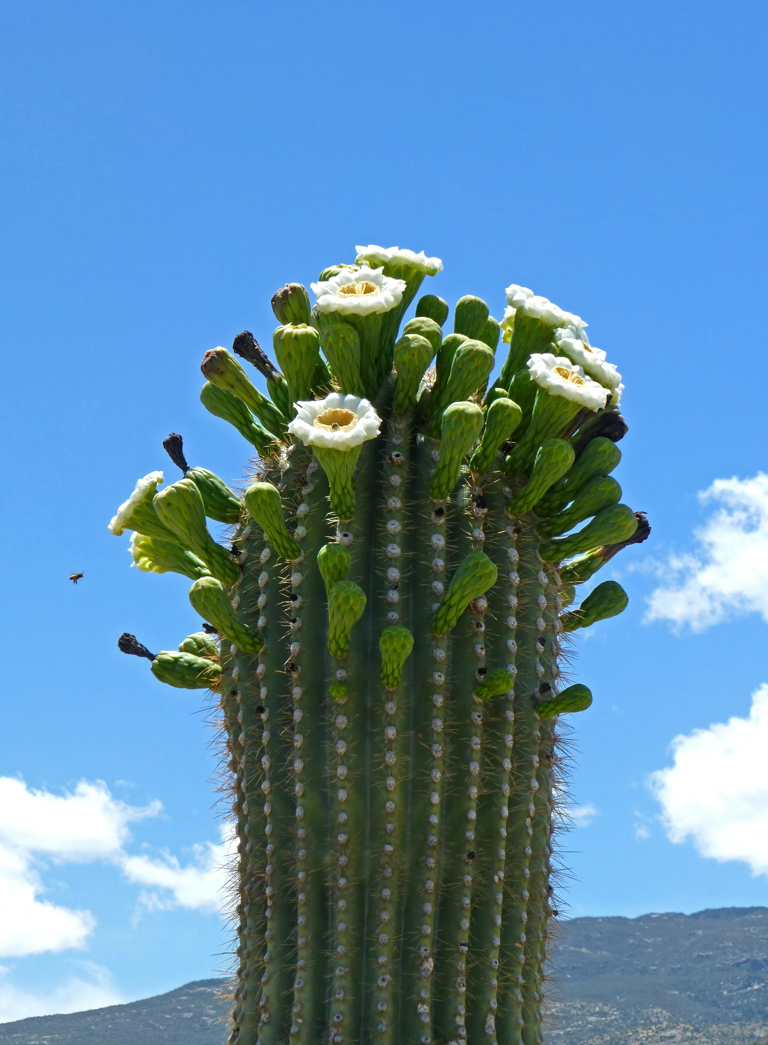 SgauaroBloom.jpg