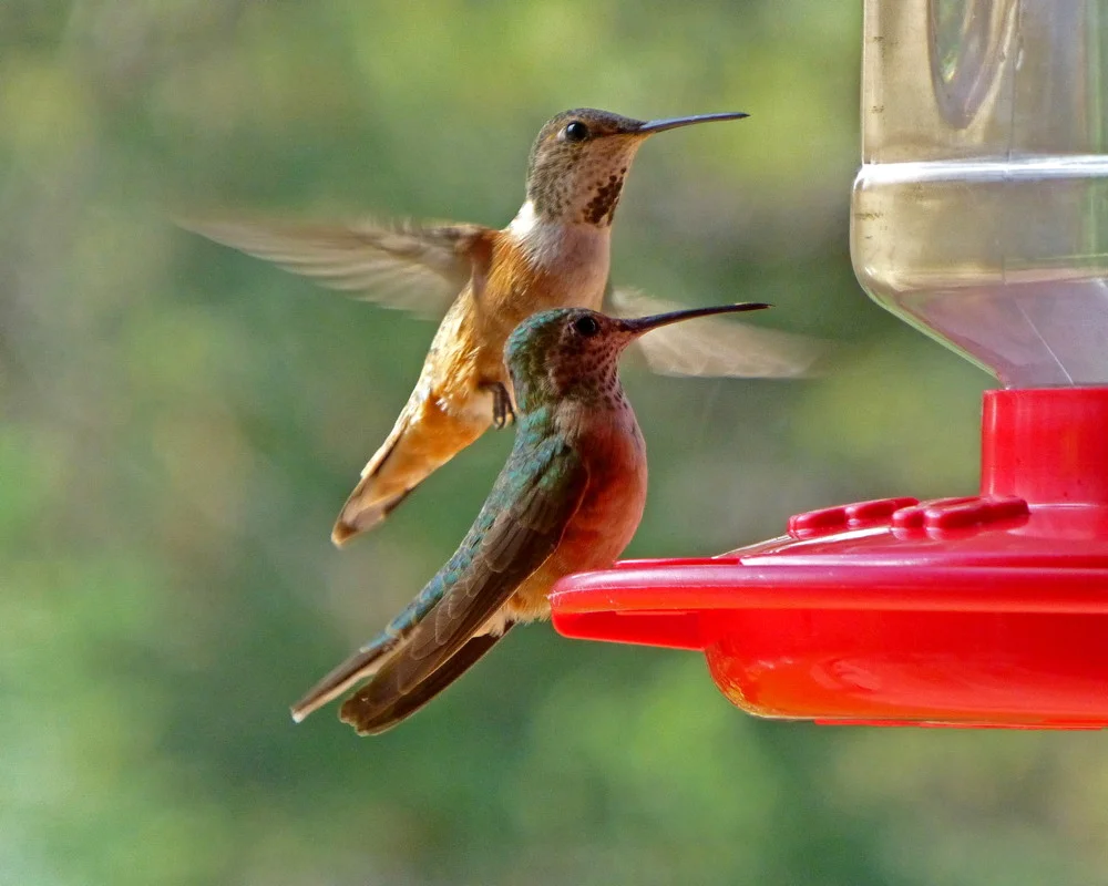 TwoHummers.jpg